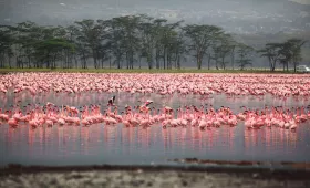 Flamingod Nakuru linnas